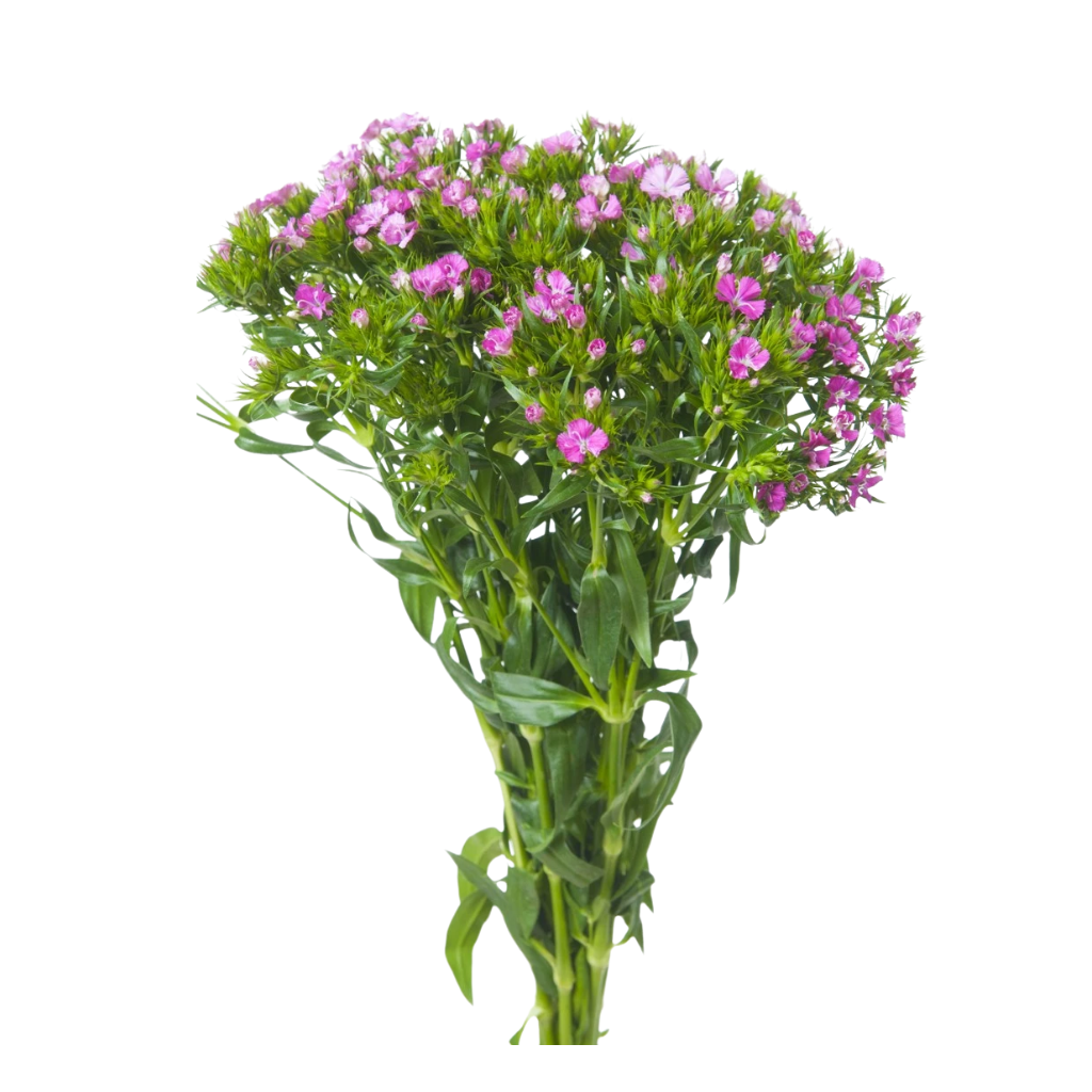 Duizendschoon (Dianthus barbatus) 40 cm per bos