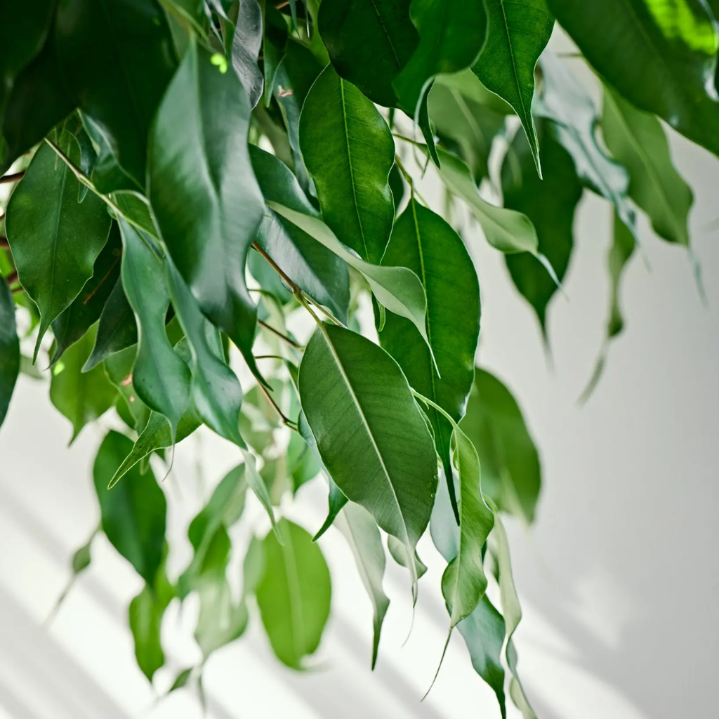 Ficus Andora (Ficus Benjamina) 110 x 27 cm