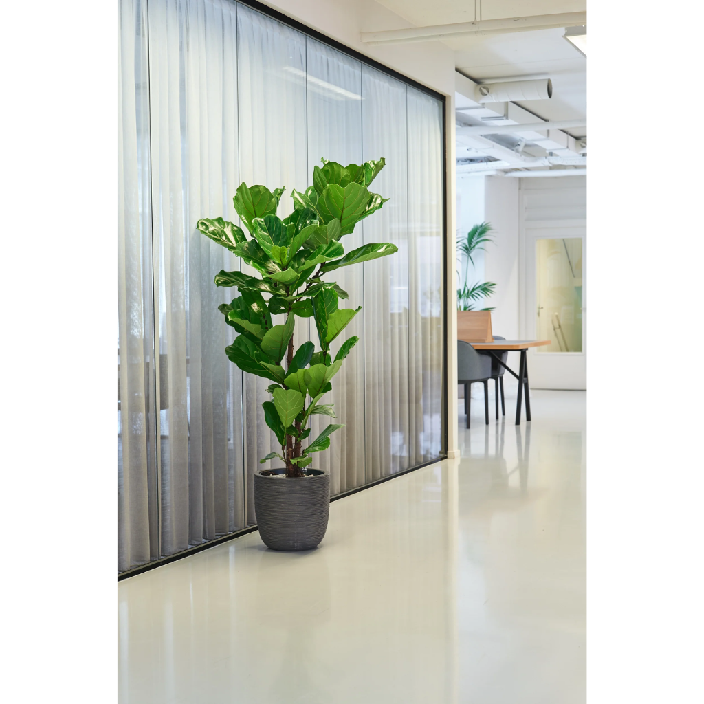 Tabaksplant (Ficus Lyrata) Multistam 160 x 30 cm