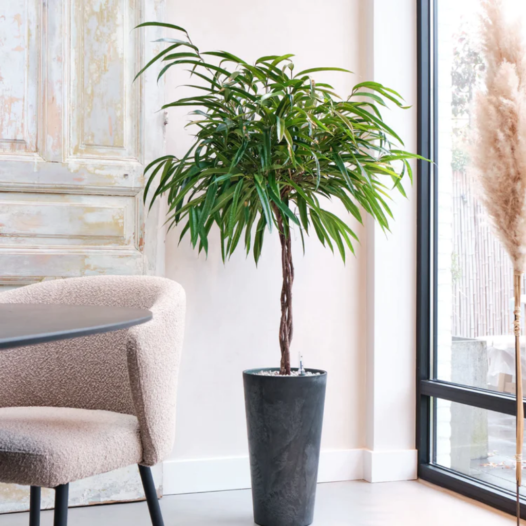 Ficus Alii (Ficus Mahori) 120 x 27 cm