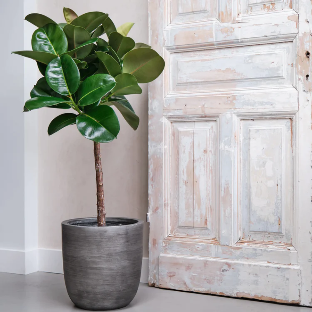 Ficus Makana (Elastica) 130 x 27 cm