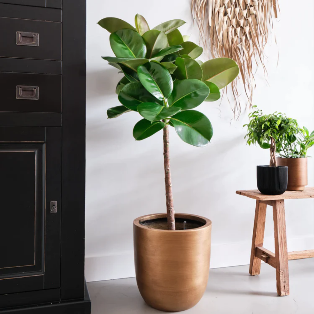 Ficus Makana (Elastica) 130 x 27 cm