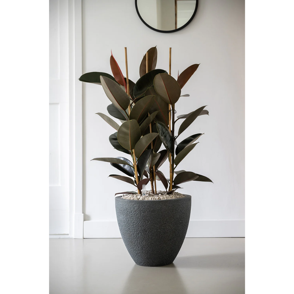 Rubberboom (Ficus Mandela) 130 x 30 cm