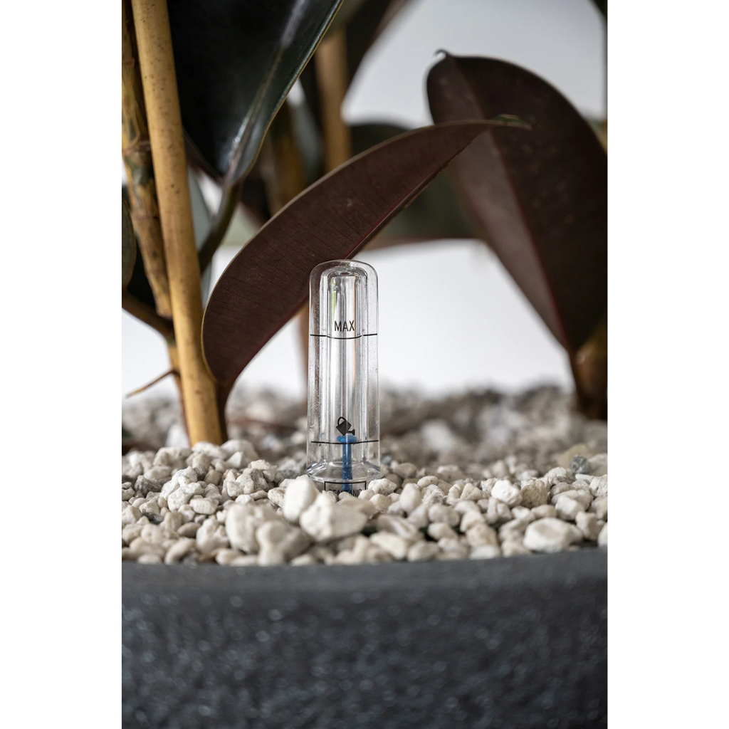 Rubberboom (Ficus Mandela) 130 x 30 cm