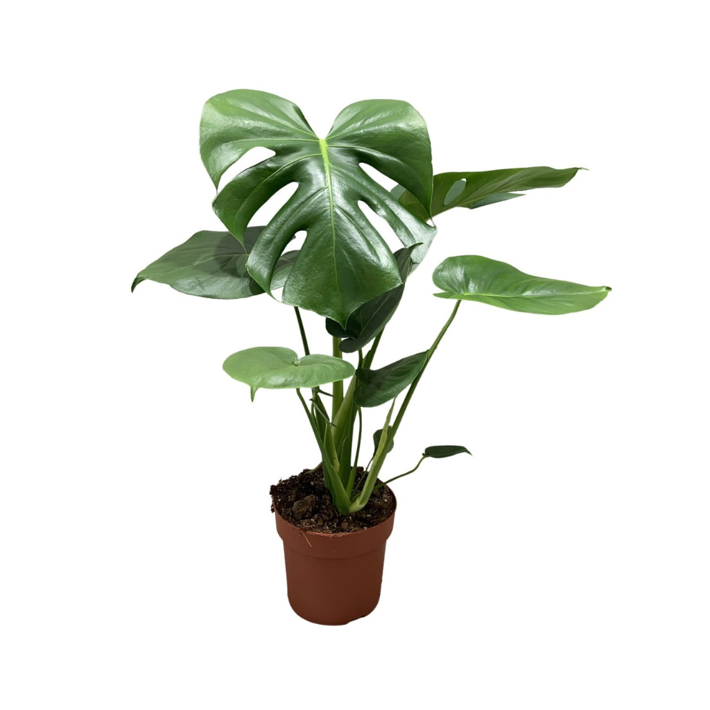 Gatenplant (Monstera Deliciosa) H 70 ø 21 cm