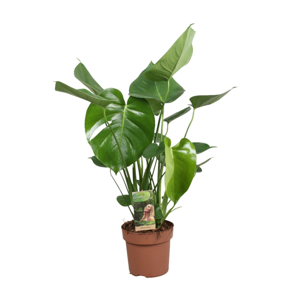 Gatenplant (Monstera Deliciosa) H 70 ø 21 cm