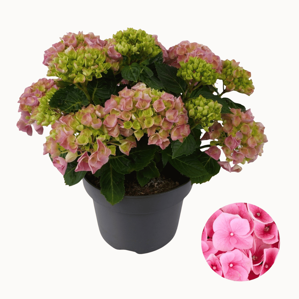 Hortensia (Hydrangea macrophylla Magical) H 45 ø 23 cm