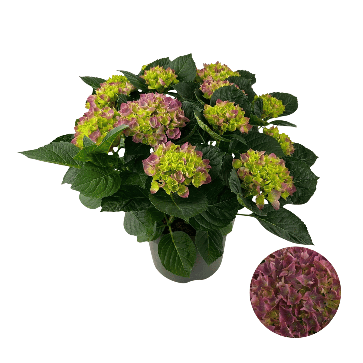 Hortensia (Hydrangea macrophylla Magical) H 45 ø 23 cm