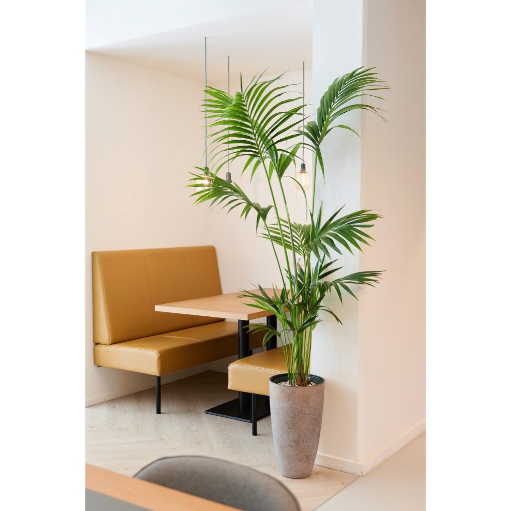 Kentia Palm (Howea Forsteriana) 130 x 27 cm