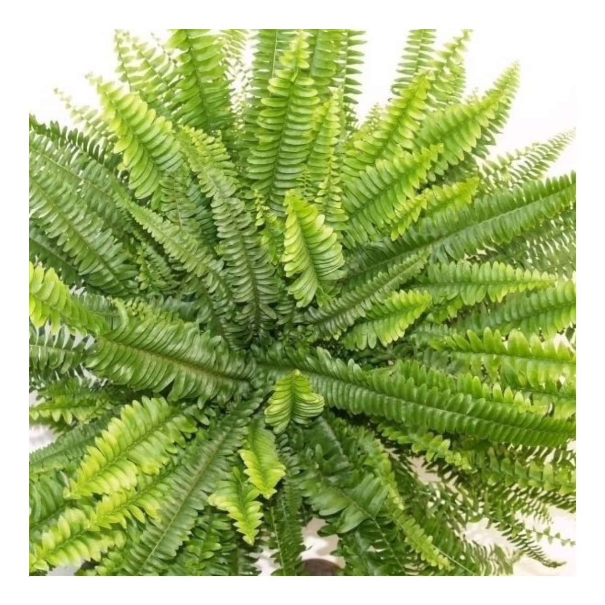 Krulvaren (Nephrolepis Green Lady) H 60 ø 17 cm