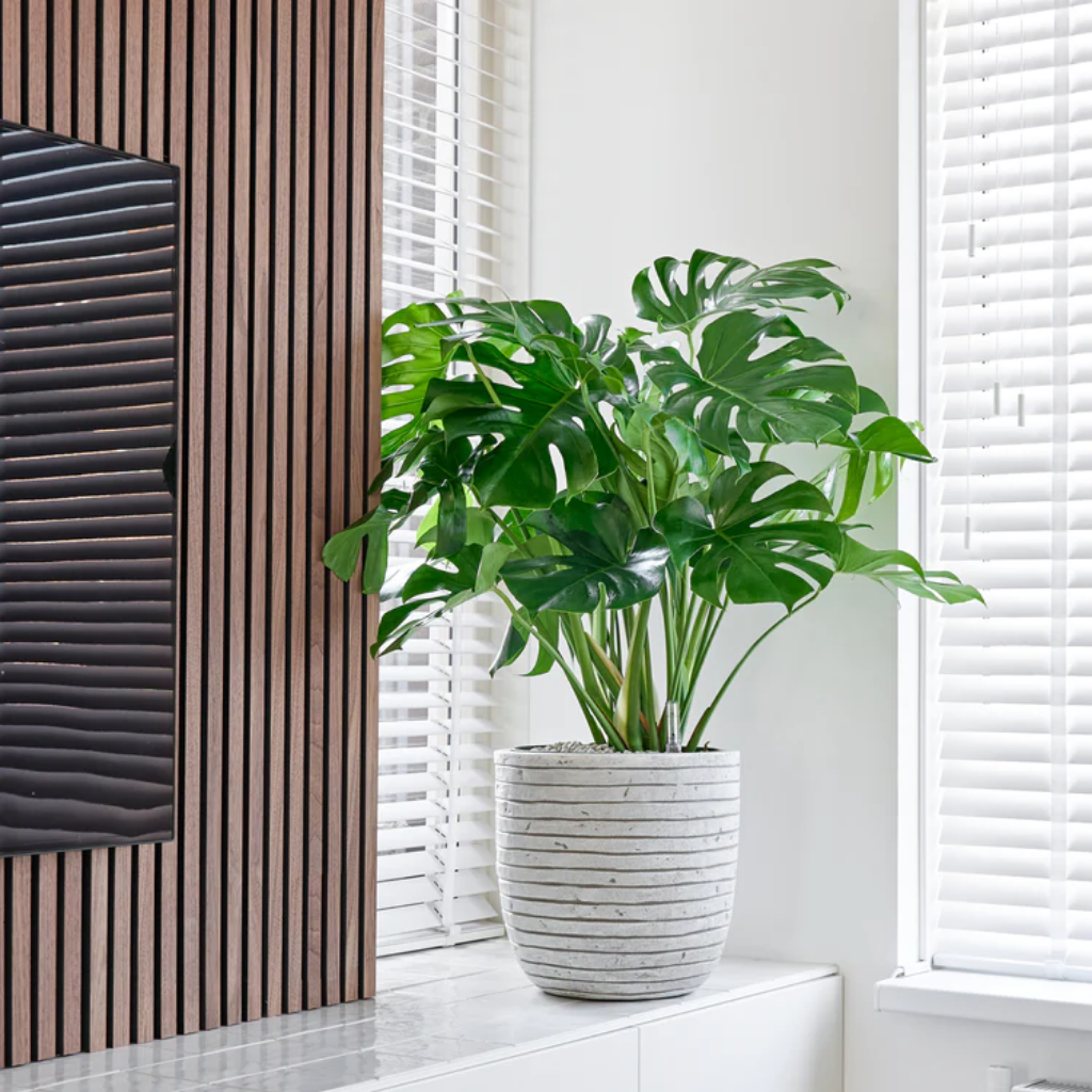 Gatenplant (Monstera Deliciosa) 100 x 30 cm