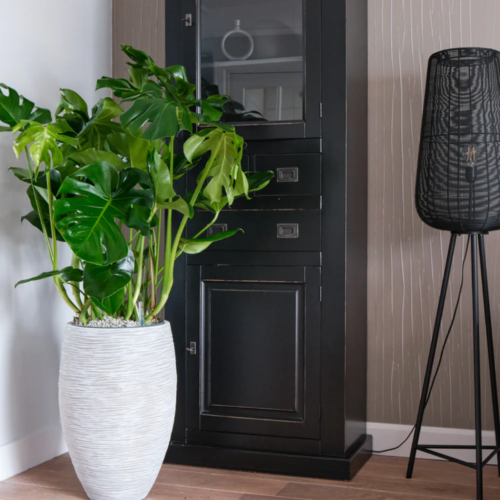 Gatenplant (Monstera Deliciosa) 100 x 30 cm