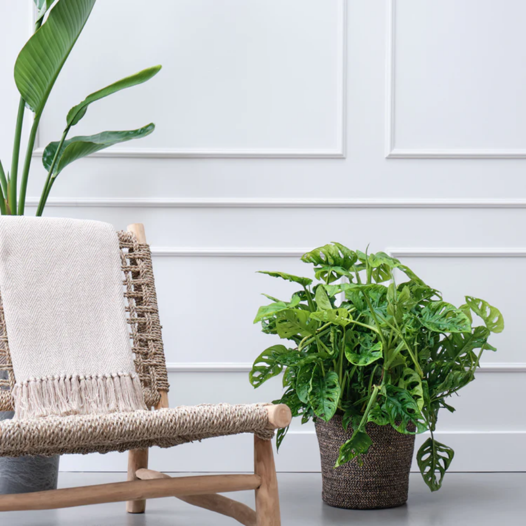 Rimpelgatenplant (Monstera Obliqua) 60 x 27 cm