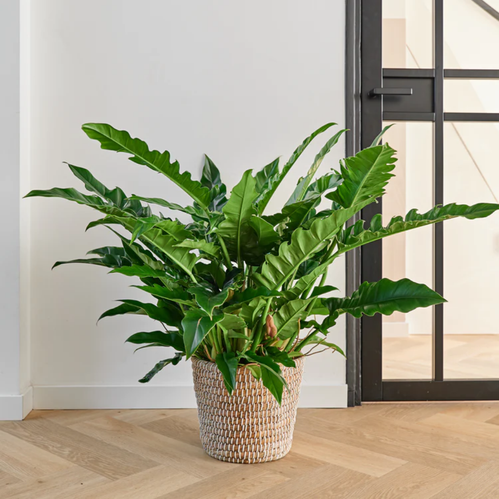 Philodendron Rambo ( Narrow Escape) 30 cm