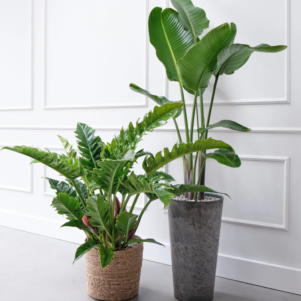 Philodendron Rambo ( Narrow Escape) 30 cm