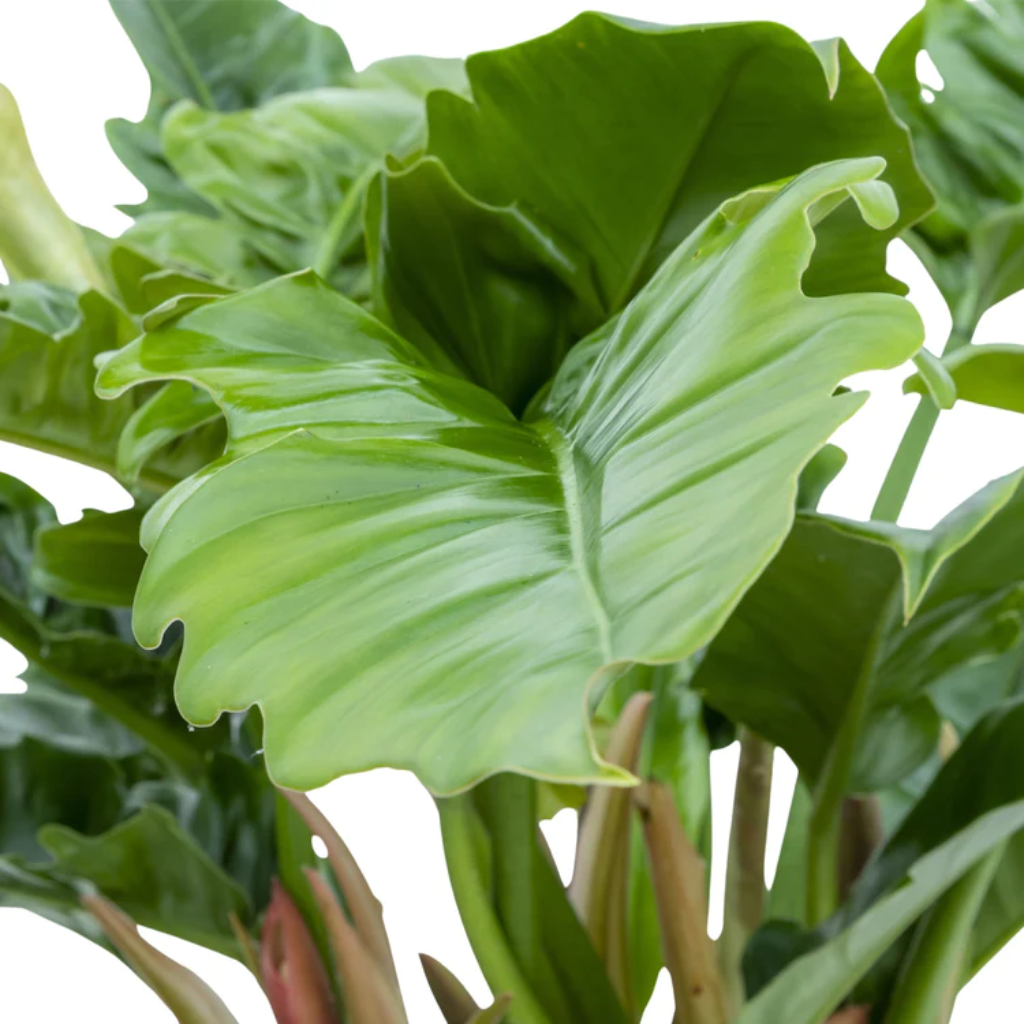 Philodendron Rambo ( Narrow Escape) 30 cm