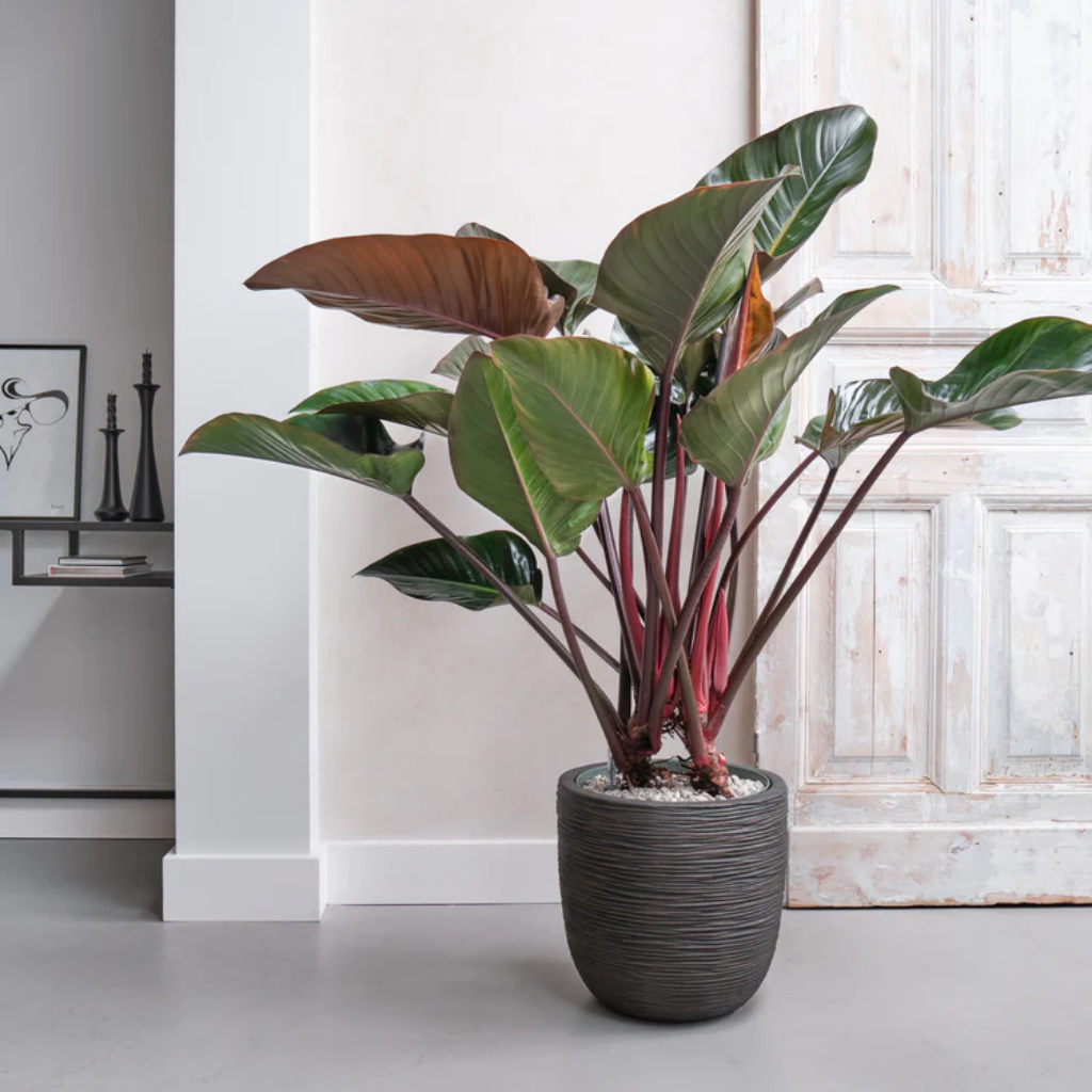 Philodendron Red Beauty op Stam 110 x 30 cm