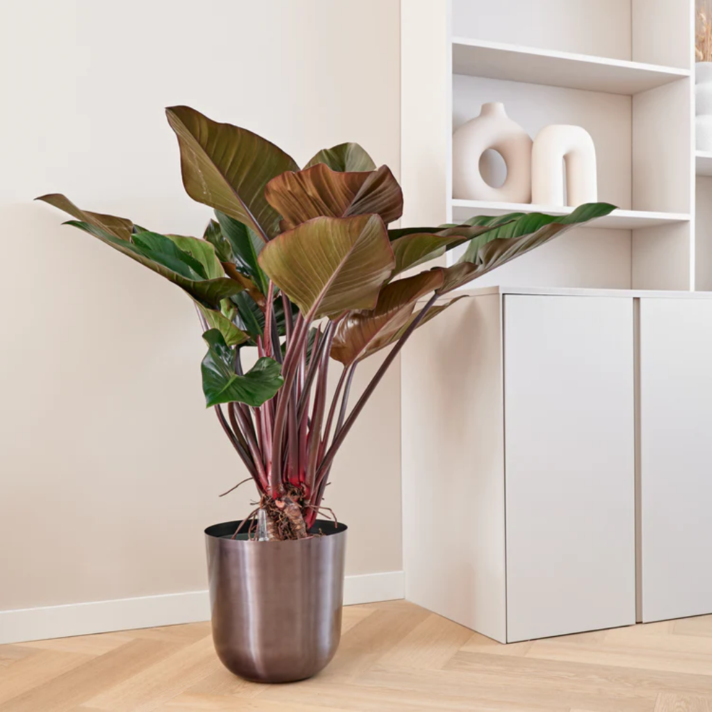 Philodendron Red Beauty op Stam 110 x 30 cm