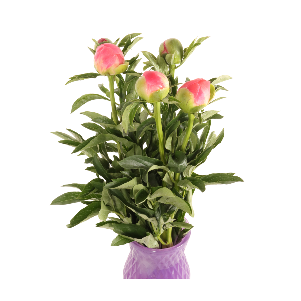Pioenrozen (Paeonia) 5 stelen 50 cm