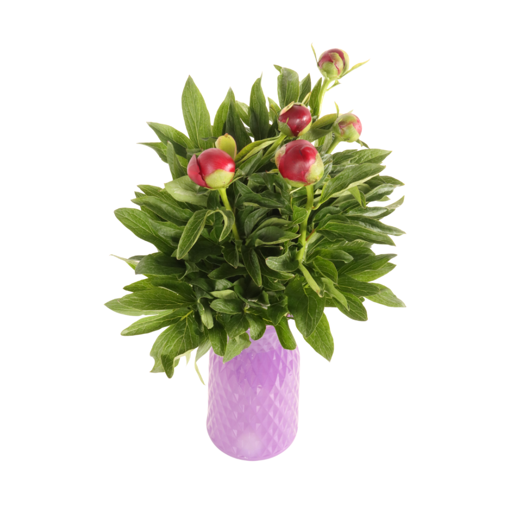 Luxe Pioenrozen (Paeonia) 5 stelen 50 cm