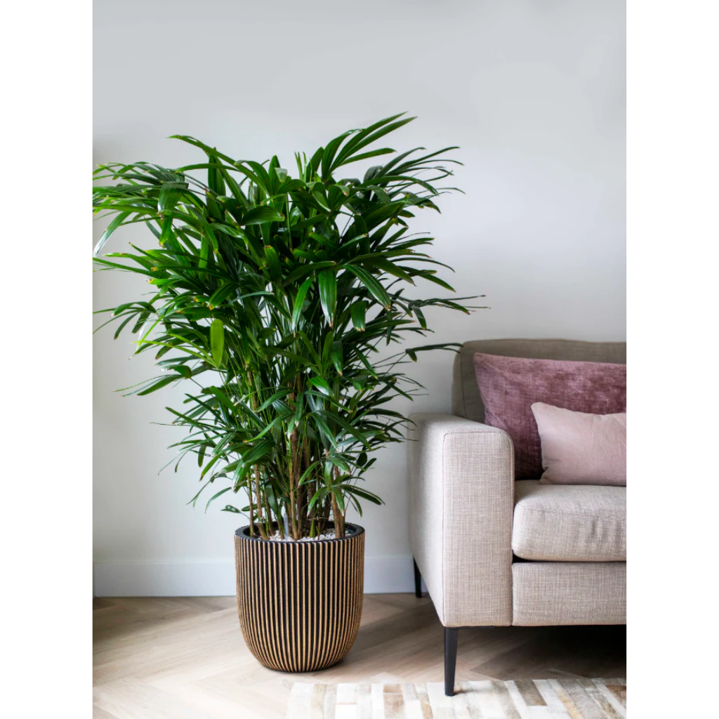 Bamboepalm (Rhapis Excelsa) 80 x 24 cm
