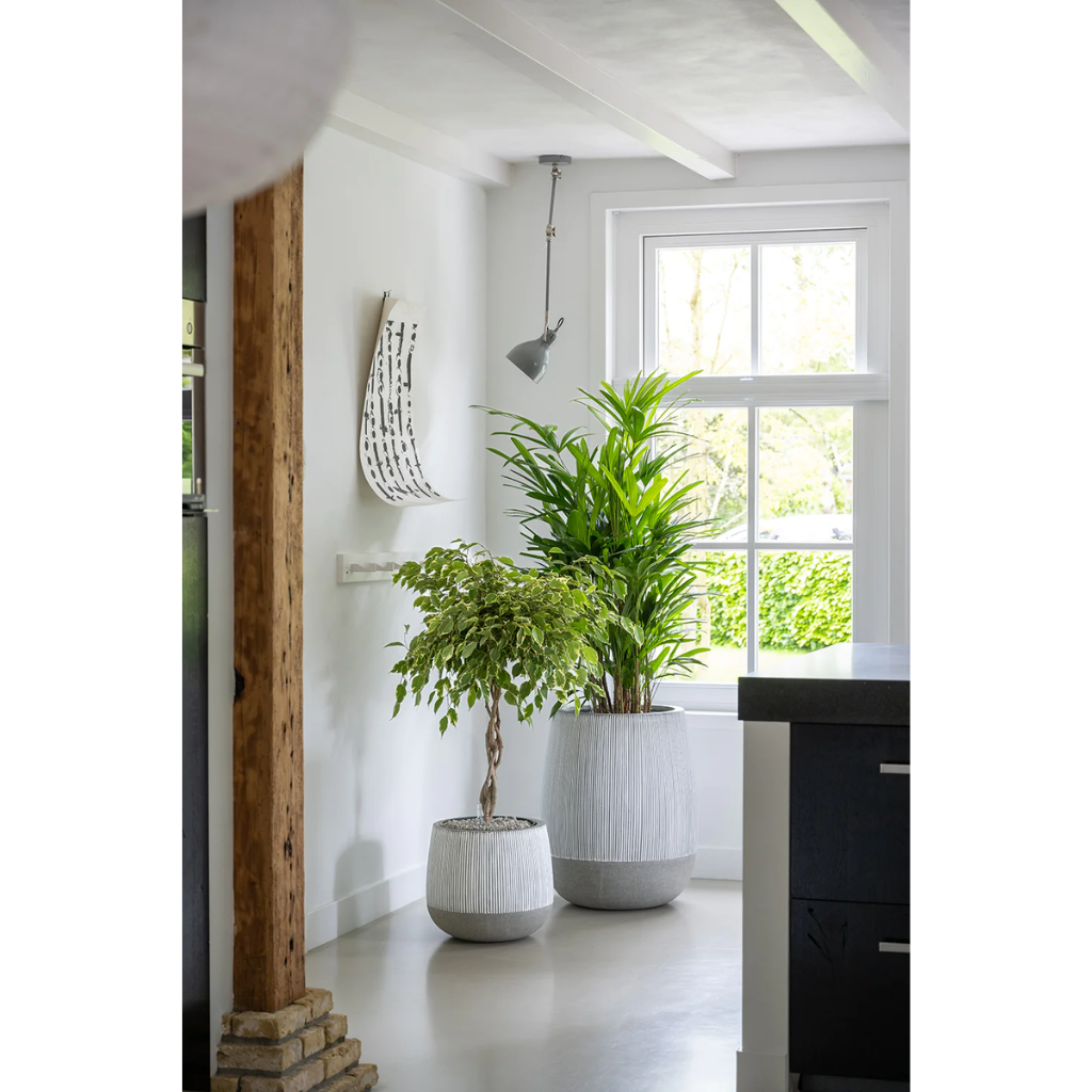 Bamboepalm (Rhapis Excelsa) 80 x 24 cm