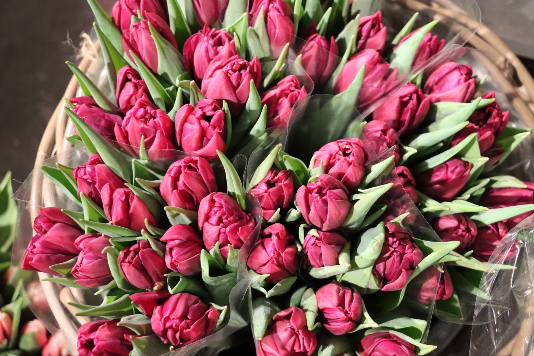 Tulpen (Tulipa) 10 stelen per bos