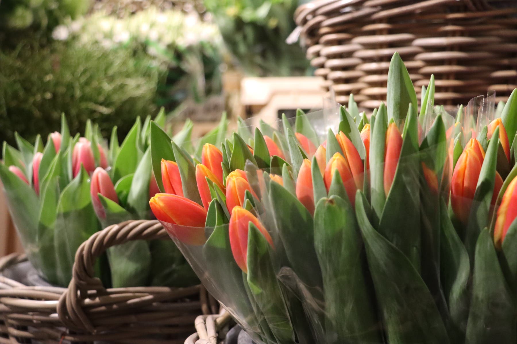 Tulpen (Tulipa) 10 stelen per bos