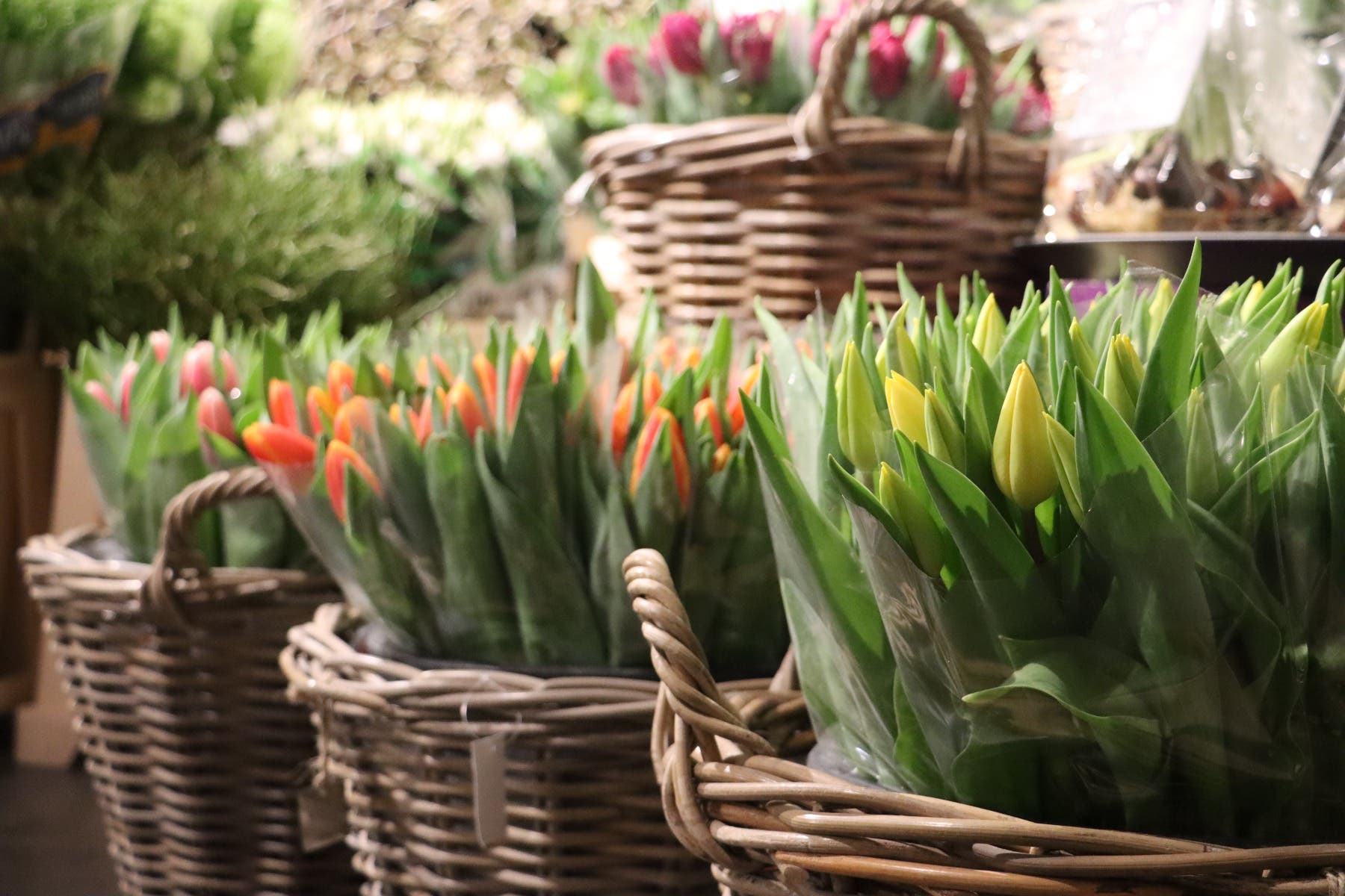 Tulpen (Tulipa) 10 stelen per bos