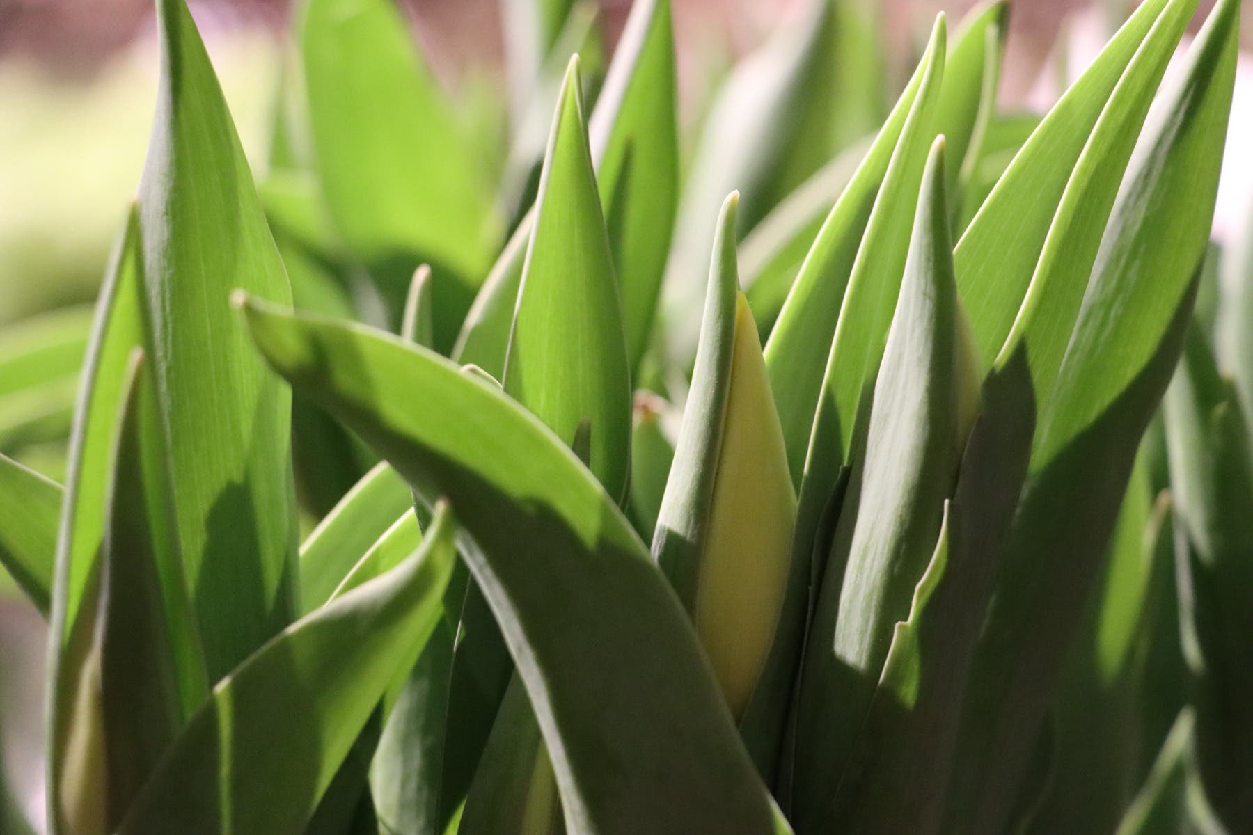 Tulpen (Tulipa) 10 stelen per bos