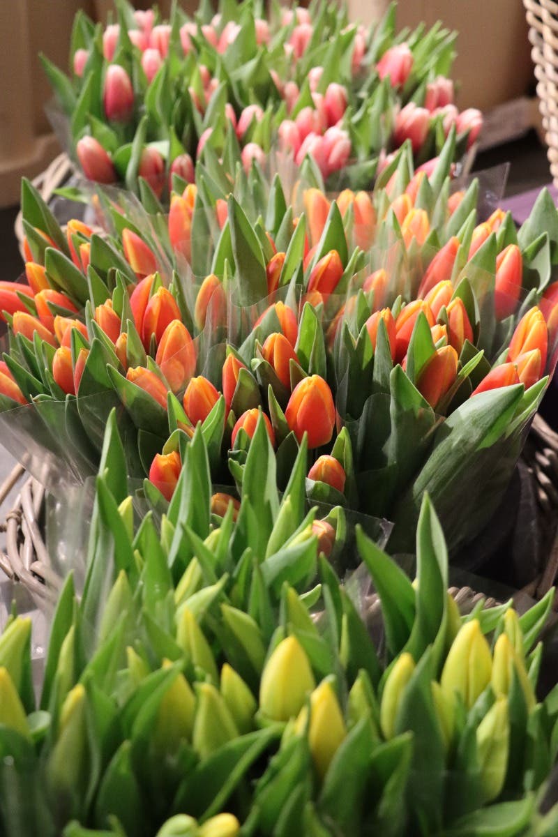Tulpen (Tulipa) 10 stelen per bos