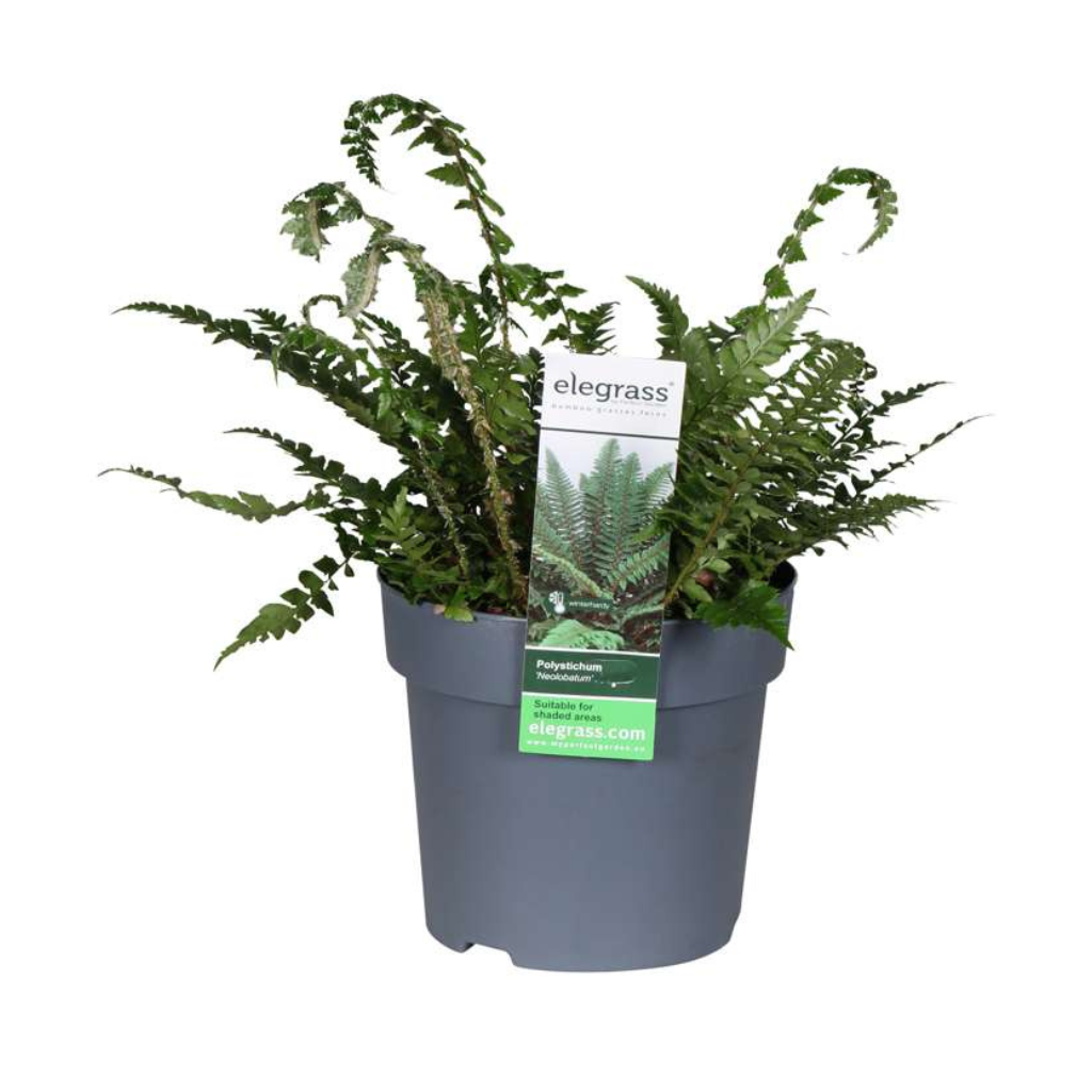 Zwaardvaren Polystichum Neolobatum H 45 cm ø 19 cm