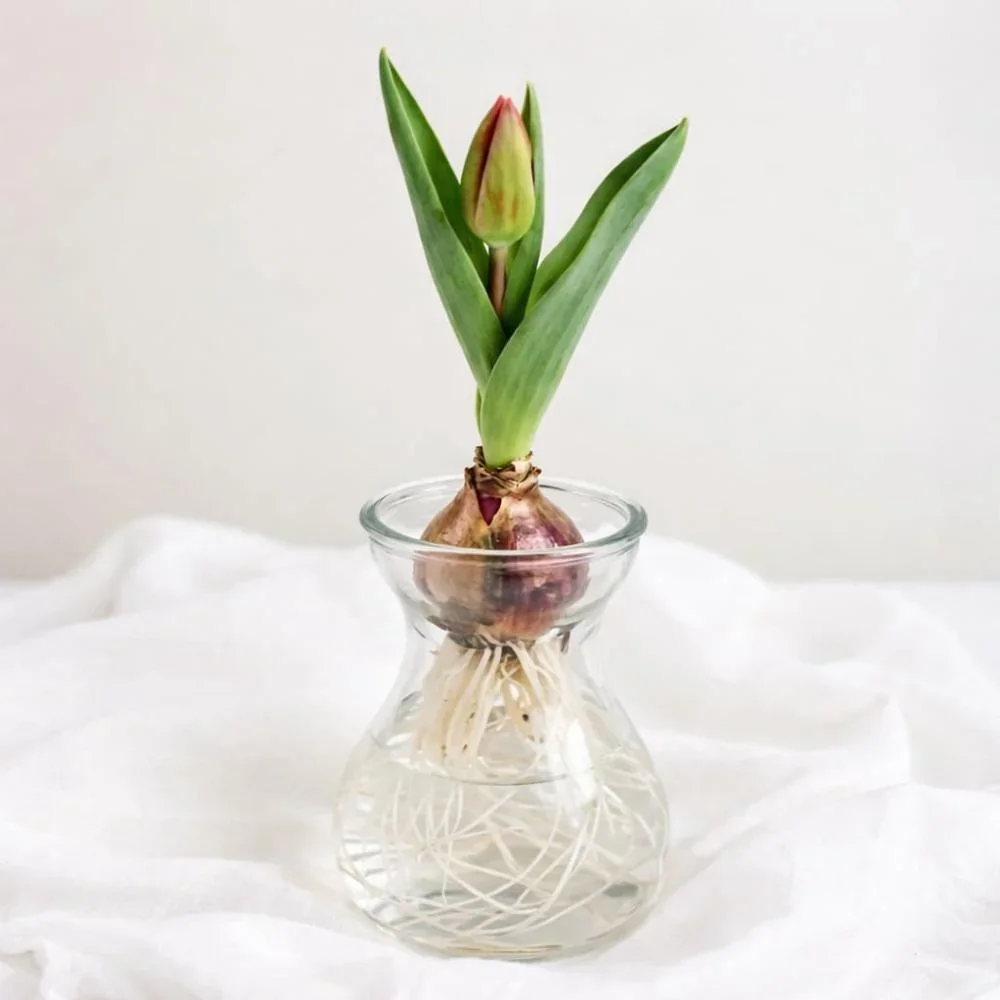 Tulp met bol in glazen bolvaas met zichtbaar wortelstelsel
