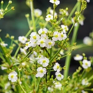 Waterweegbree (Alisma parviflora) Potmaat 9