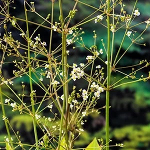 Waterweegbree (Alisma platago-aquatica) Potmaat 18