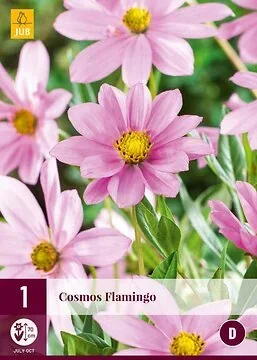 Cosmos Flamingo