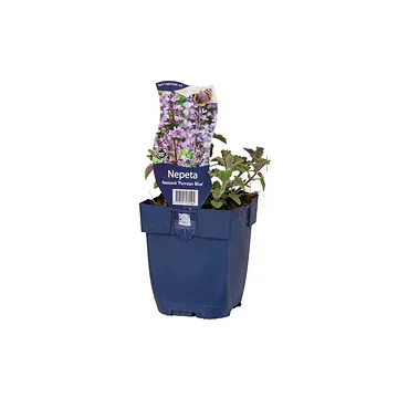 Kattekruid (Nepeta faassenii 'Purrsian Blue') ø 11 cm