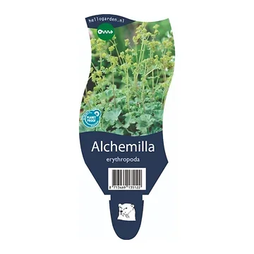Vrouwenmantel (Alchemilla erythropoda) ø 11 cm