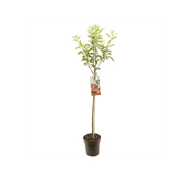 Handappel (Malus dom. Gala halfstam) H 200 ø 27 cm