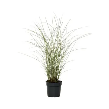 Bont prachtriet (Miscanthus sin. 'Morning Light') ø 11 cm