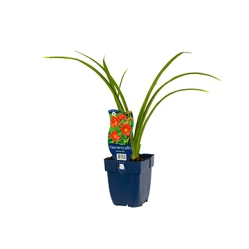 Daglelie (Hemerocallis 'Pardon Me') ø 11 cm