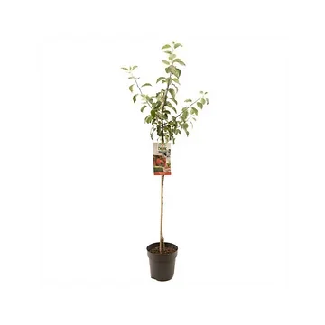 Rode handappel (Malus dom. Summerred halfstam) H 200 ø 27 cm