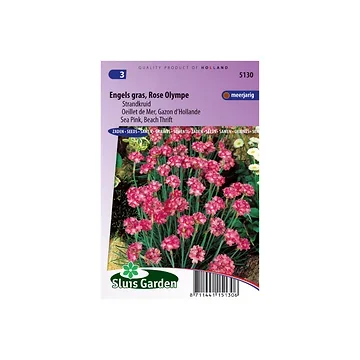 Armeria maritima Splendens Olympe