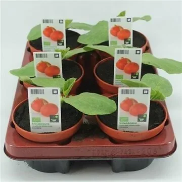 Pompoen, Uchiki Kuri (Cucurbita maxima) BIO