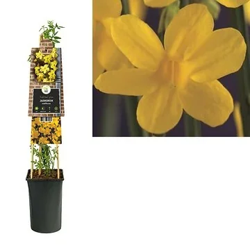 Winterjasmijn (Jasminum nudiflorum) H 75