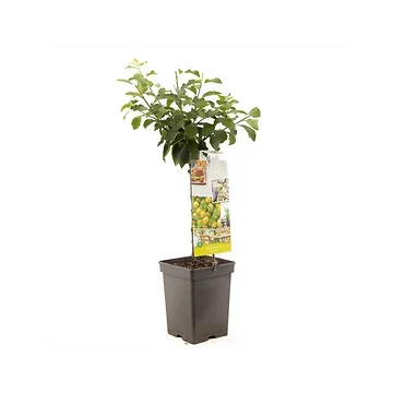Groen-gele pruim (Prunus dom. Ontario Patio) H 90 ø 18 cm