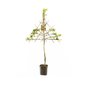 Rode sierappel (Malus Red Sentinel leivorm) H 160 ø 24 cm