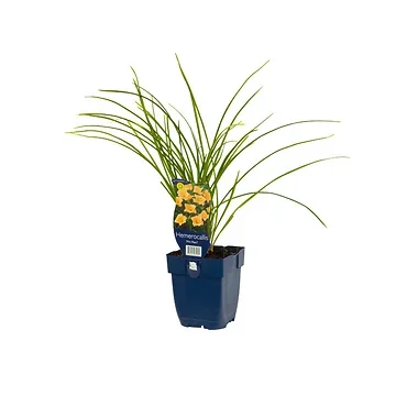 Daglelie (Hemerocallis 'Mini Pearl') ø 11 cm
