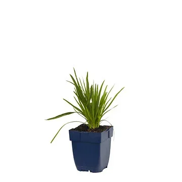 Lampepoetser (Liatris spicata 'Alba') ø 11 cm