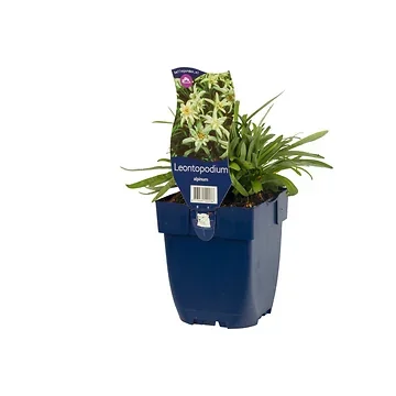 Edelweiss (Leontopodium alpinum) ø 11 cm